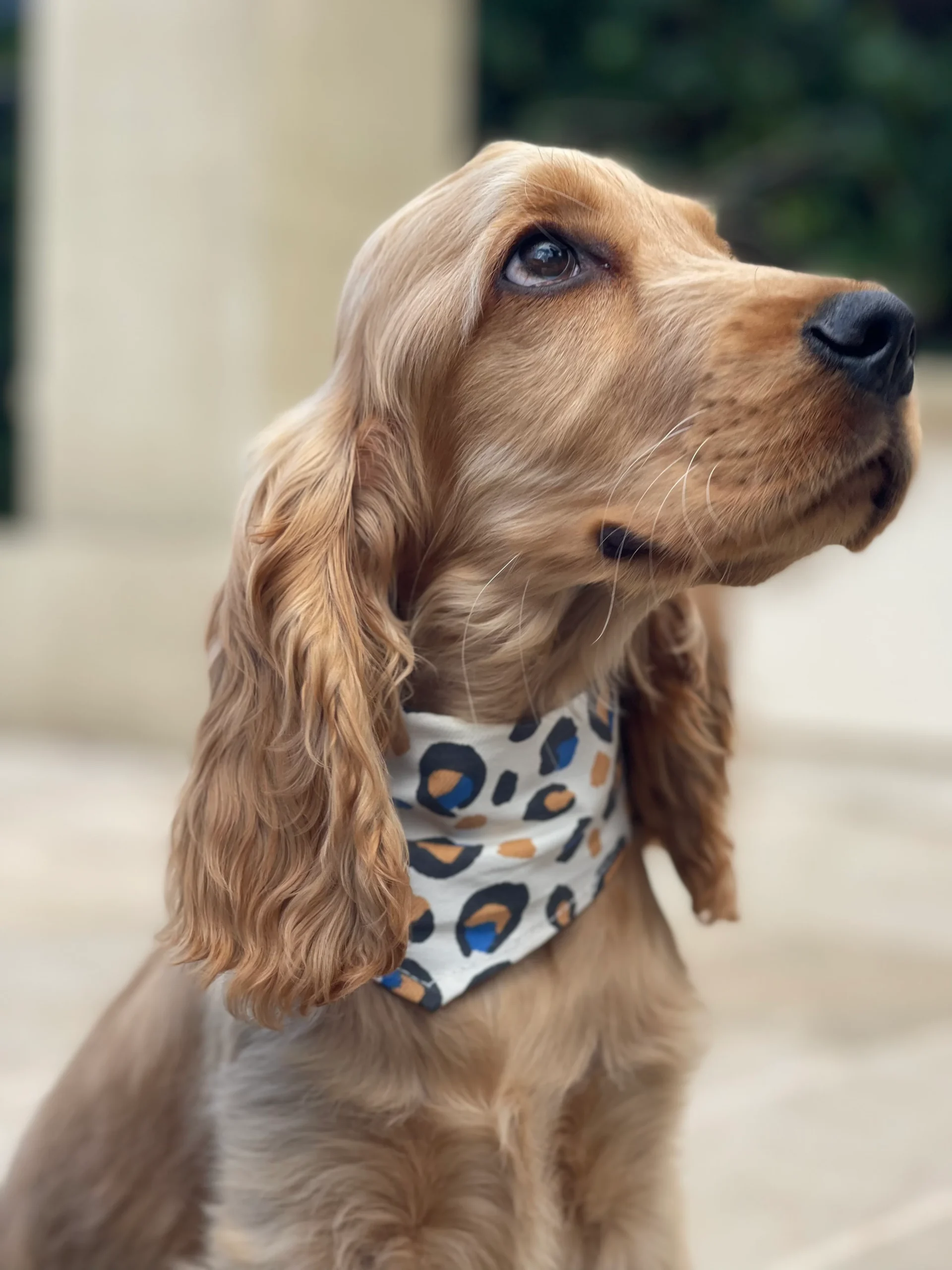 Bandana pour chien personnalisable LEOPARD BLEU – Image 5